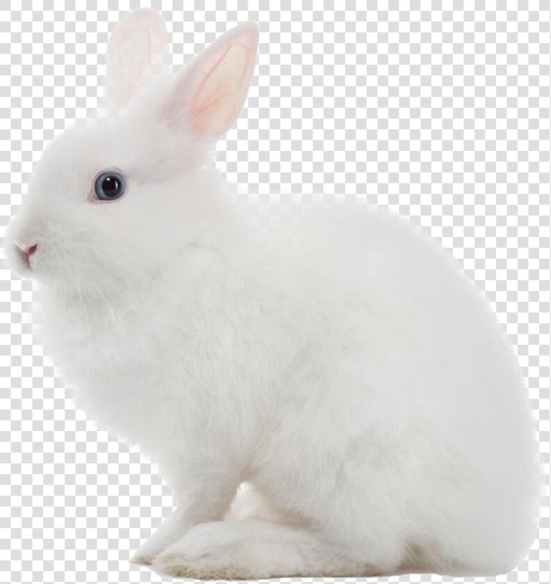 White Rabbit Png Image   White Rabbit Transparent Background  Png DownloadTransparent PNG