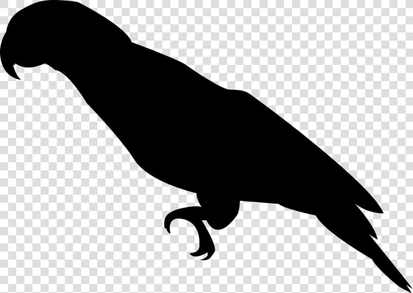 Parrot  Bird  Ara  Feather  Plumage  Silhouette  Black   Parrot Silhouette Transparent  HD Png DownloadTransparent PNG