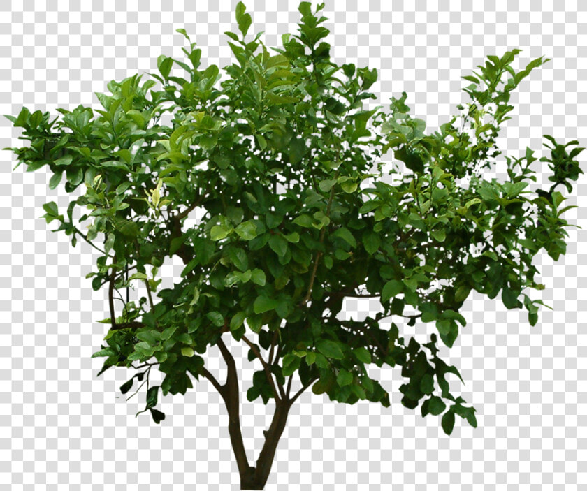 Bush Png Image With Trees Top View Psd   Bush Cut Out Png  Transparent PngTransparent PNG