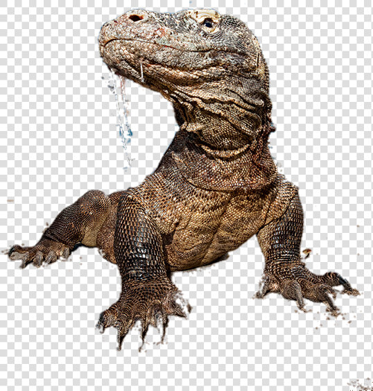  lizards   Komodo Dragon  HD Png DownloadTransparent PNG