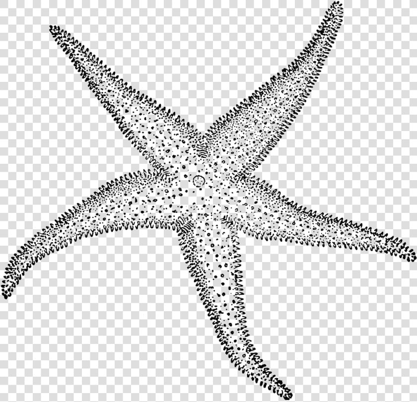 Starfish Clipart Etc Transparent Png   Sketch Of Star Fish  Png DownloadTransparent PNG