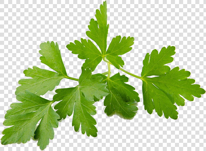 Coriander Sprouts   Coriander  HD Png DownloadTransparent PNG