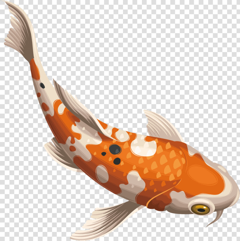  koifish  koi  fish   Koi Fish Vector Png  Transparent PngTransparent PNG