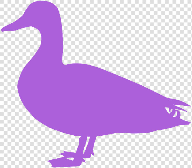 Seabird  HD Png DownloadTransparent PNG