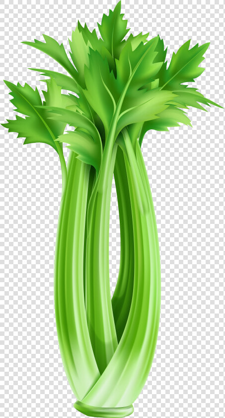 Clip Art Celery Clipart   Celery Clipart  HD Png DownloadTransparent PNG