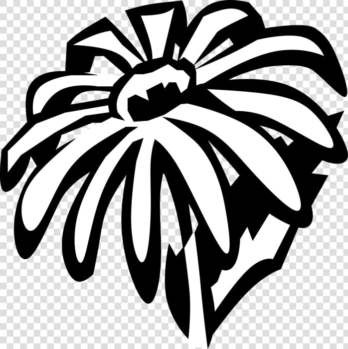 Vector Illustration Of Black eyed Susan Botanical Flowering   Clip Art  HD Png DownloadTransparent PNG