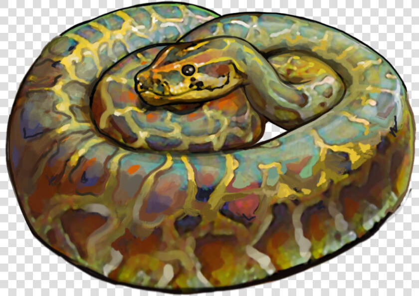 Burmese Floridian Python Image   Python  HD Png DownloadTransparent PNG