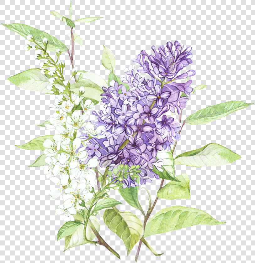 Beautiful Hand Painted Wisteria Flower Transparent   Lilac Flower Painting  HD Png DownloadTransparent PNG