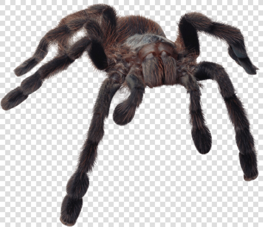 Huge Spider   Scary Spider Transparent Background  HD Png DownloadTransparent PNG