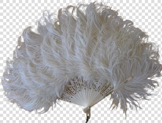 Transparent Feathers Vintage   White Feather Fans Png Transparent  Png DownloadTransparent PNG