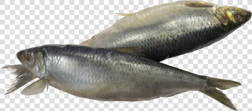 Fish Png   Sardine Fish Png  Transparent PngTransparent PNG