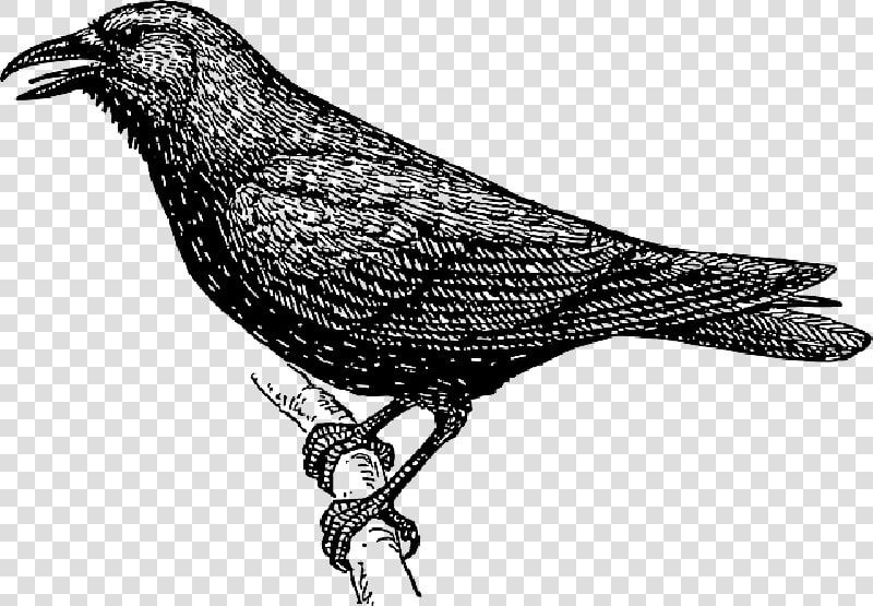 Drawing  Bird  Branch  Crow  Wings  Tail  Feathers   Crow Clipart Black And White  HD Png DownloadTransparent PNG