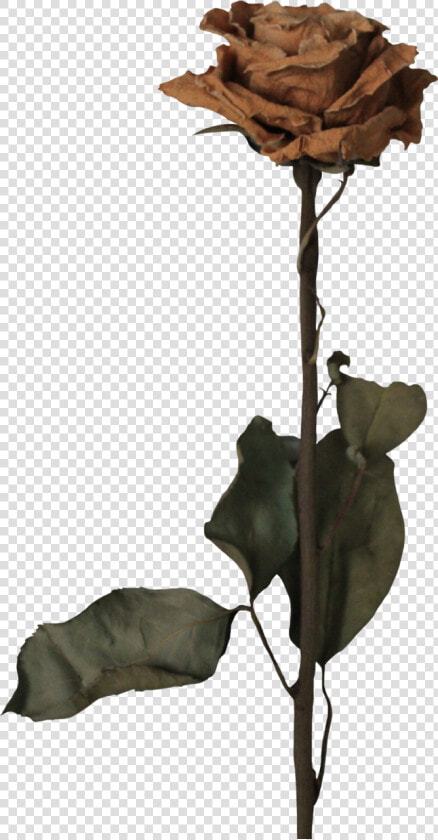 646 X 1238   Dead Flowers Png  Transparent PngTransparent PNG