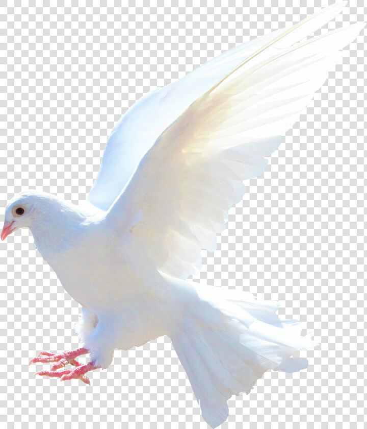 Dove Png   Dove   Dove Png  Transparent PngTransparent PNG