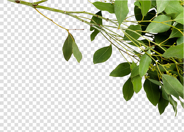 Twig  HD Png DownloadTransparent PNG