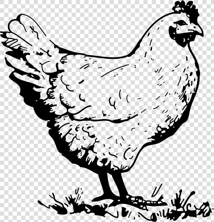 Png Chicken Black And White   Chicken Black And White  Transparent PngTransparent PNG