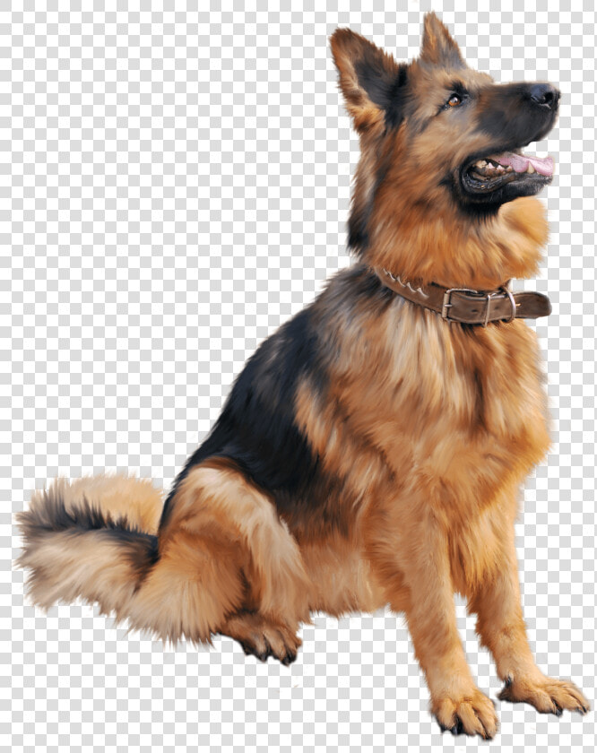 Cutest Dog Sitting Png Image  Transparent PngTransparent PNG