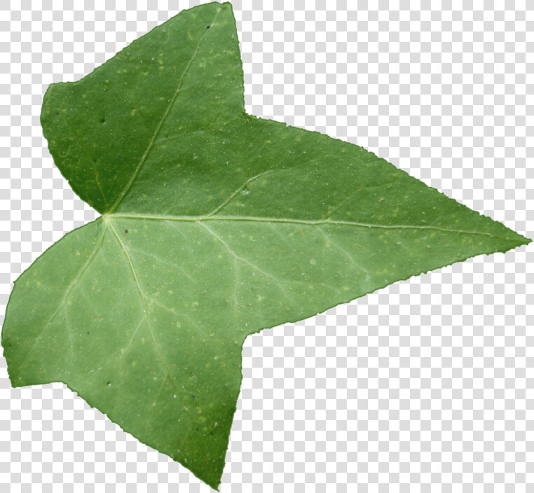 Ivy Leaf Texture Png  Transparent PngTransparent PNG