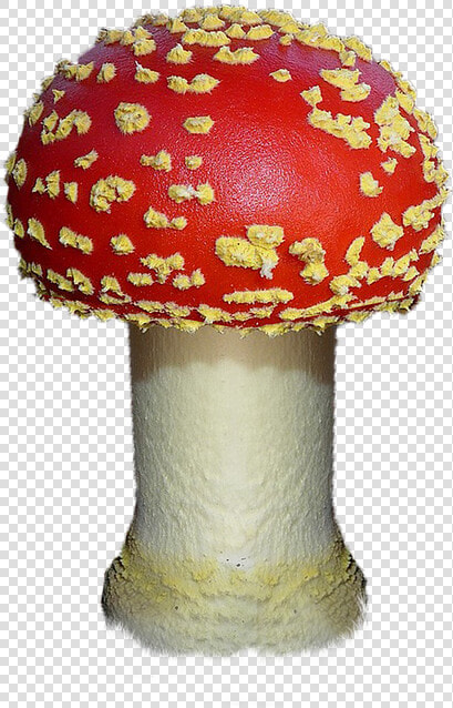 Mushroom  Autumn  Red  Forest  Fungi  Field  Nature   Fungi Png  Transparent PngTransparent PNG