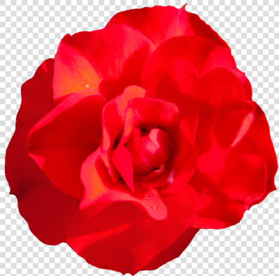 Head Of Singel Red Red Rose   Png Rose Head  Transparent PngTransparent PNG