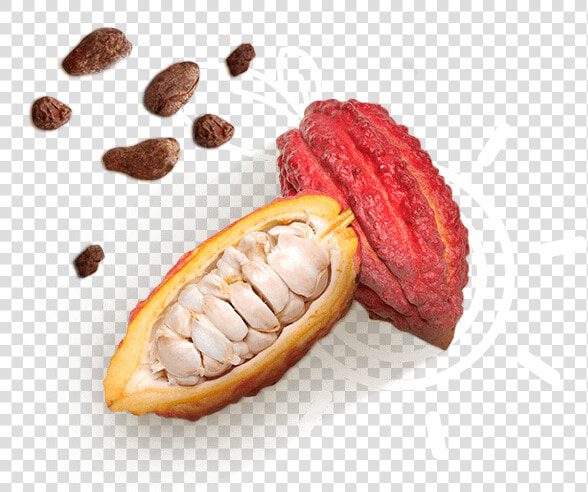 Cacao   Momordica Charantia  HD Png DownloadTransparent PNG