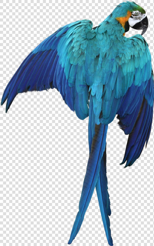 Macaw Parrot Transparent Image Bird Graphic   Blue Macaw Png  Png DownloadTransparent PNG