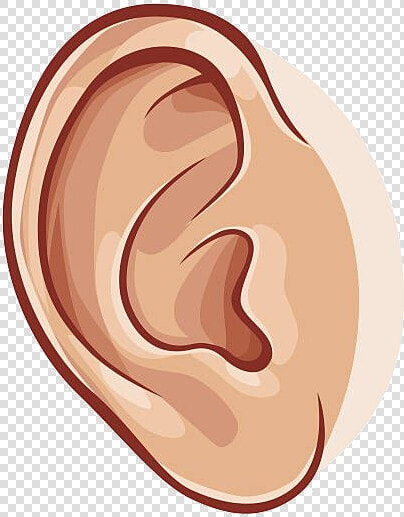 Ear Collection Of Images High Quality Free Awesome   Ear Clipart  HD Png DownloadTransparent PNG