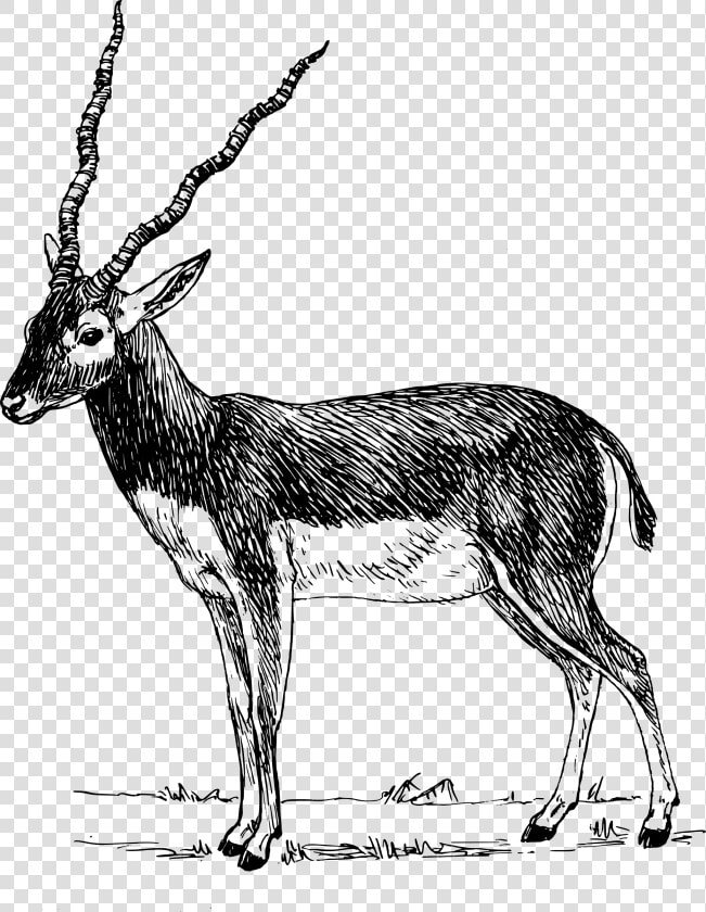 Clip Art Gazelle Drawing   Impala Clipart Black And White  HD Png DownloadTransparent PNG