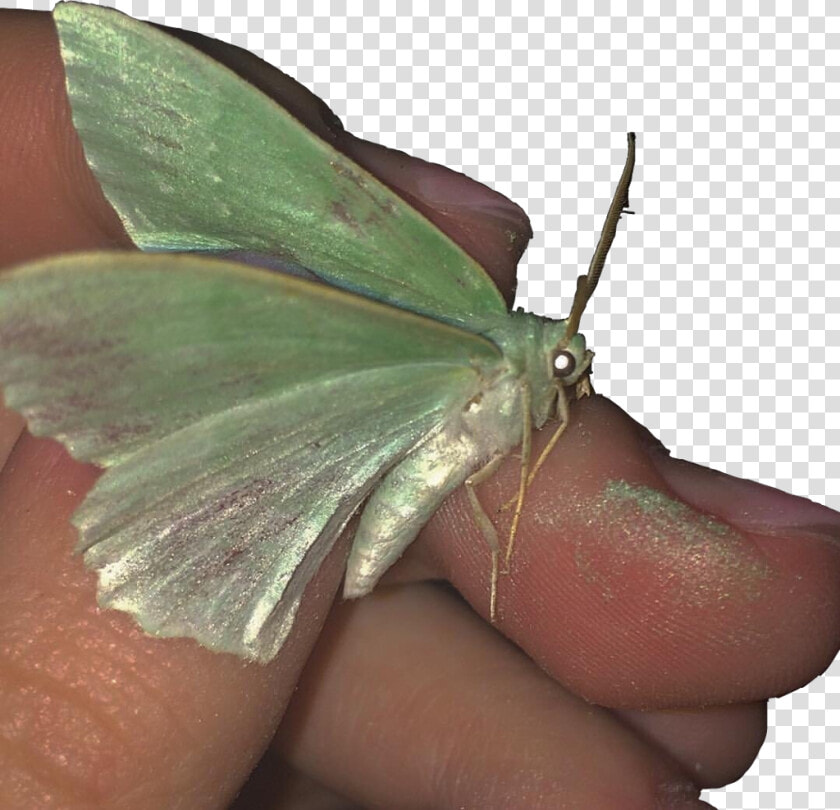  butterfly  green  aesthetic  90s  90 S   Aesthetic Green Butterfly Png  Transparent PngTransparent PNG