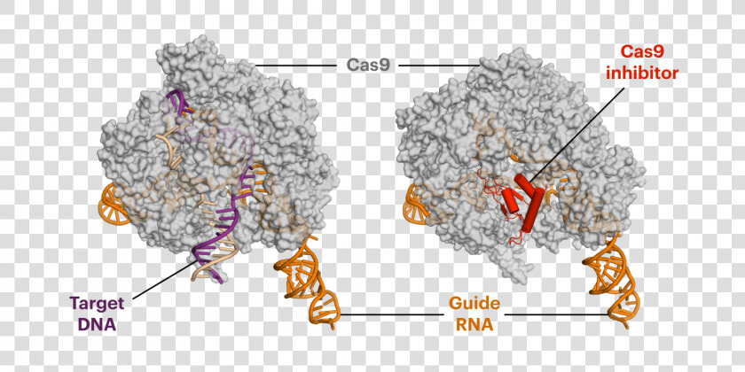 Anti Crispr Proteins Decrease Off Target Side Effects   Anti Crispr Protein Structure  HD Png DownloadTransparent PNG