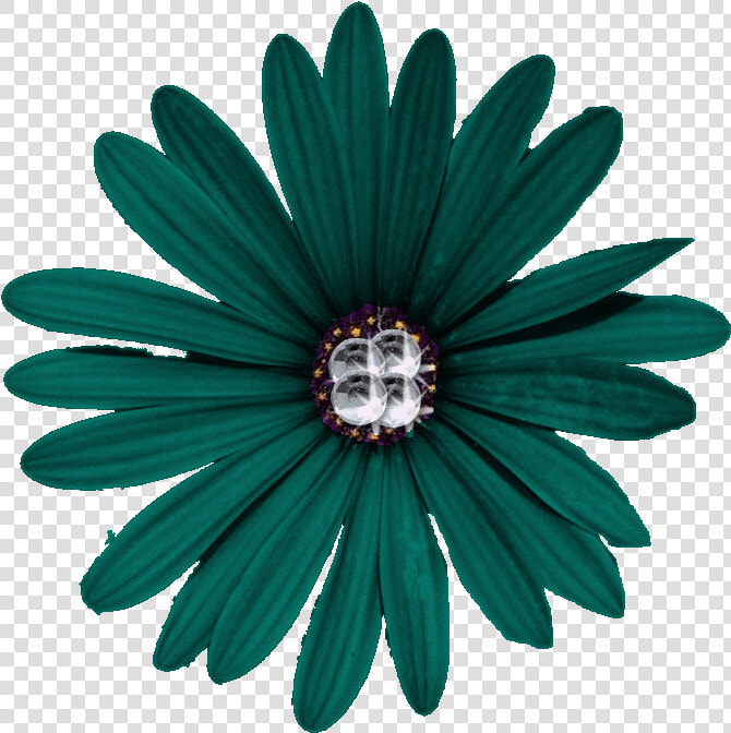 Misc Clipart Daisies   Aurora Flower Png  Transparent PngTransparent PNG