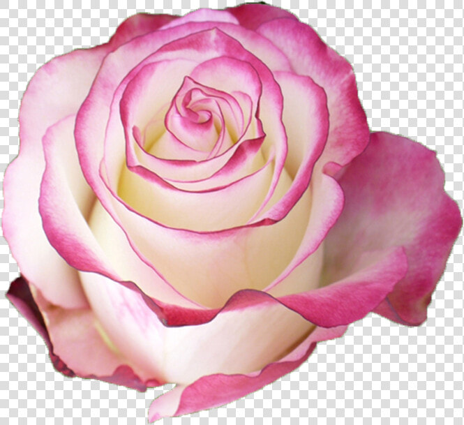 Rose Sweetness  HD Png DownloadTransparent PNG