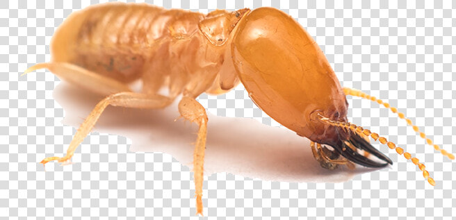 Termite Galveston  HD Png DownloadTransparent PNG