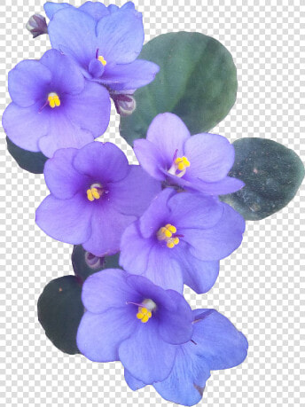 Single African Violet Flower  HD Png DownloadTransparent PNG