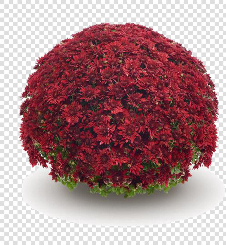 Belgian Mums® Vega Red   Vega Red Mum  HD Png DownloadTransparent PNG