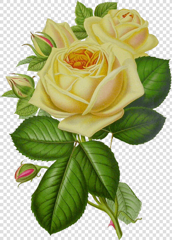 White Rose Vintage   Yellow Vintage Flowers Png  Transparent PngTransparent PNG