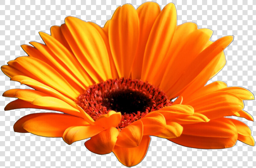 Gazania Png Download Image   Gerbera Daisy Flower Transparent Background  Png DownloadTransparent PNG