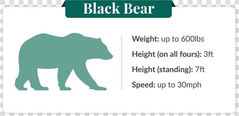 How Fast Can A Black Bear Run   Seagull Comic  HD Png DownloadTransparent PNG