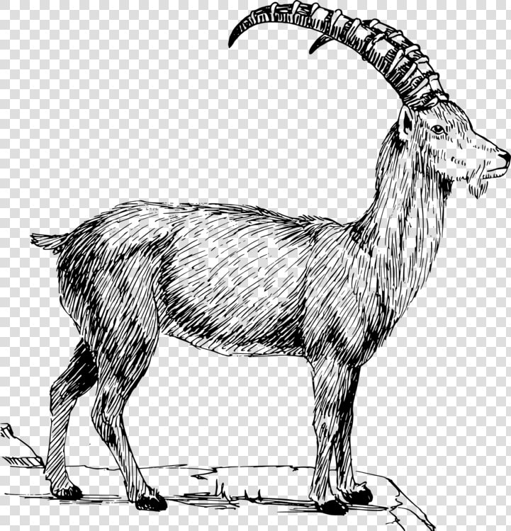 Sheep line Art wildlife   Clip Art Mountain Goats  HD Png DownloadTransparent PNG