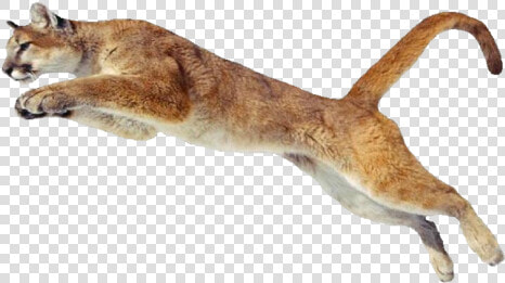 Pix   Jumping Puma Real Png  Transparent PngTransparent PNG