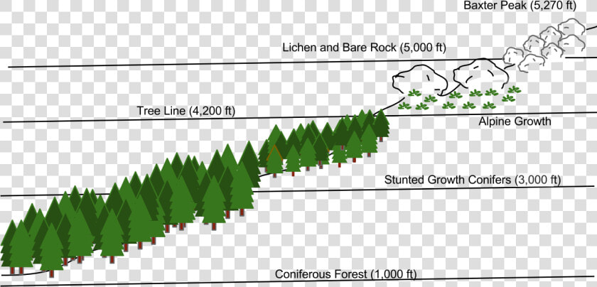 Treeline Vegetation Diagram  HD Png DownloadTransparent PNG