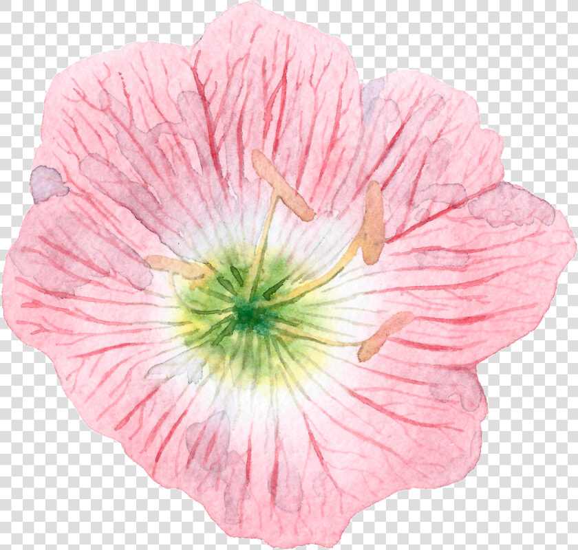 Hand Painted Cartoon Hibiscus Png Transparent  Png DownloadTransparent PNG