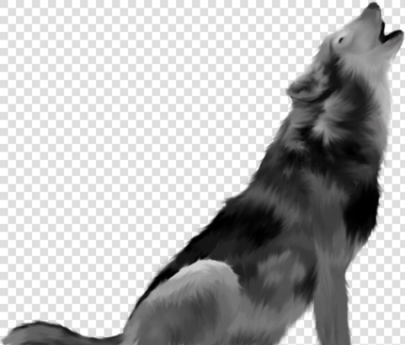 Vertebrate dog And White border Collie working Dog herding   Howling Wolf Transparent Background  HD Png DownloadTransparent PNG