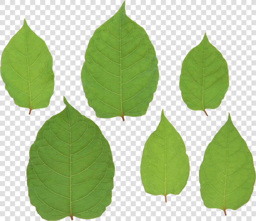 Green leaves   انواع برگ های پهن  HD Png DownloadTransparent PNG