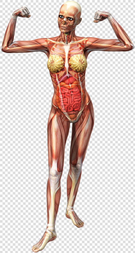 Anatomy Female Muscles Free Picture   人體 結構 圖  HD Png DownloadTransparent PNG