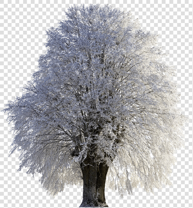 Tree  Winter  Wintry  Snow  Cold  Frost  Png  Frozen   Winter Trees Snow Png  Transparent PngTransparent PNG