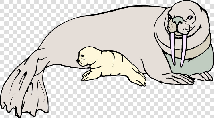 Free Walrus Clipart   Walruses And A Baby Walrus Drawings  HD Png DownloadTransparent PNG