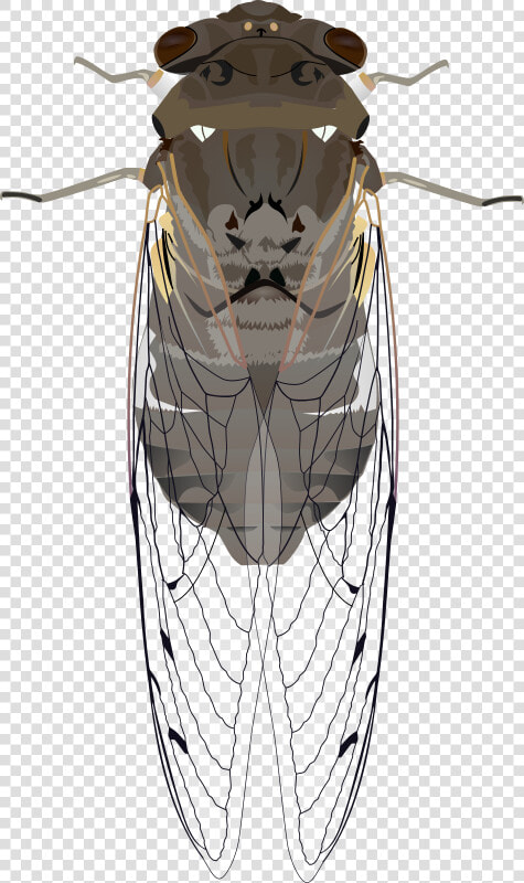 Animals  Bug  Cicada  Insect  Wings   Cicada Clipart  HD Png DownloadTransparent PNG