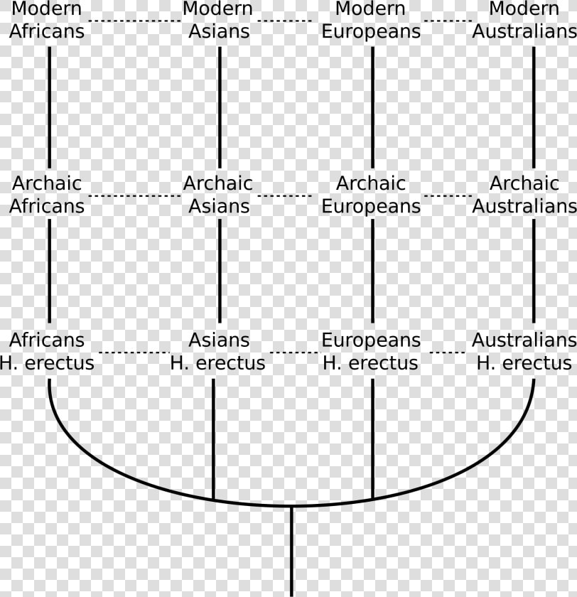 Multiregional Model Of Human Evolution  HD Png DownloadTransparent PNG