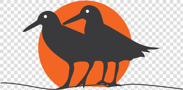 African Oystercatcher Icon   Hummingbird  HD Png DownloadTransparent PNG